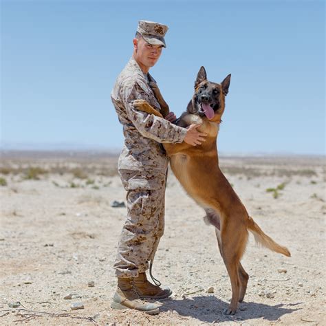 Challenges and limitations of military dogs