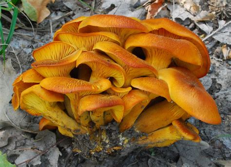 Description of Chanterelle Mushroom