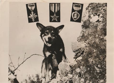 Chips, a German Shepherd-Collie mix, was the most decorated dog of World War II