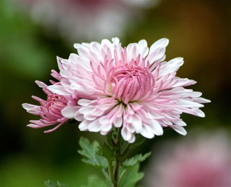 Chrysanthemum Birth Flower