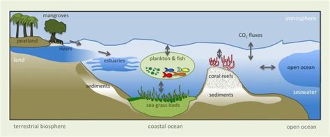 Coastal ecosystems in Dana Point