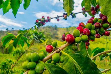 Coffee Tree