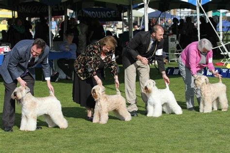 Conformation Dog Shows