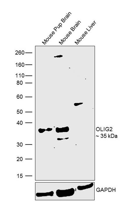 Construction of PA2