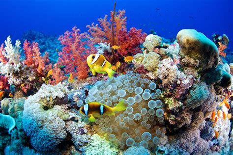 Coral Reef Conservation