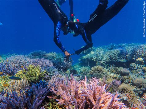 Coral Reef Conservation Efforts