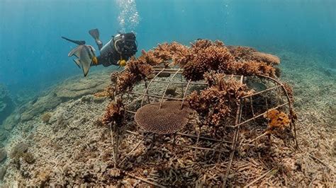 Coral Reef Restoration