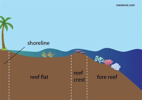 Coral Reef Zones