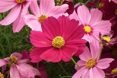 Cosmos flower