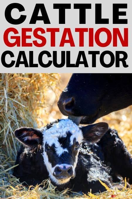 Cow Gestation Period