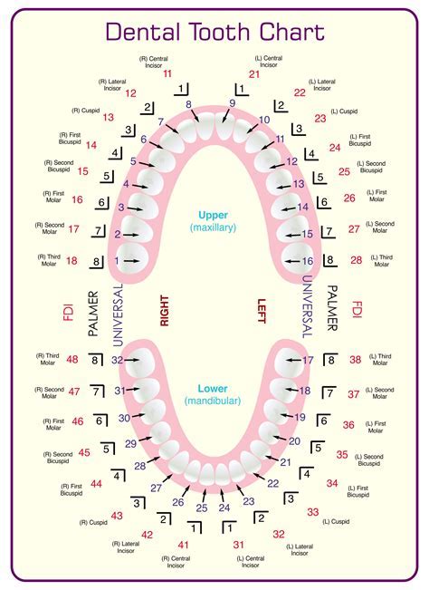 Creating a Tooth Chart