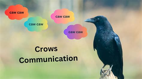 CROWS Communication System