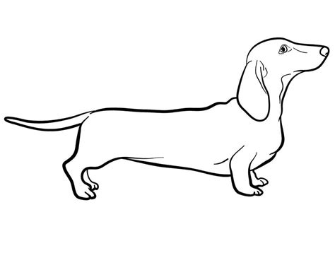 Dachshund coloring page