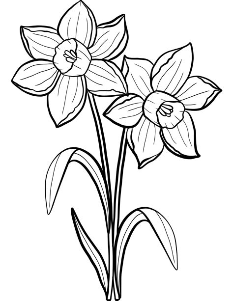 Daffodil flower coloring picture