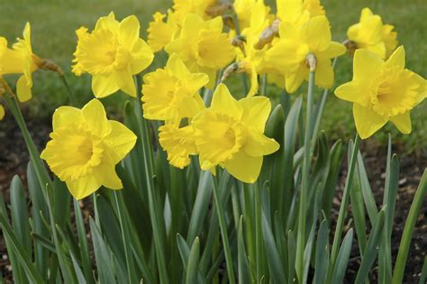 Daffodils, the March birth flower