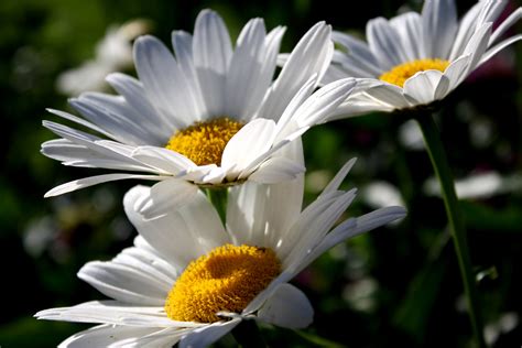 Daisies Coloring Page