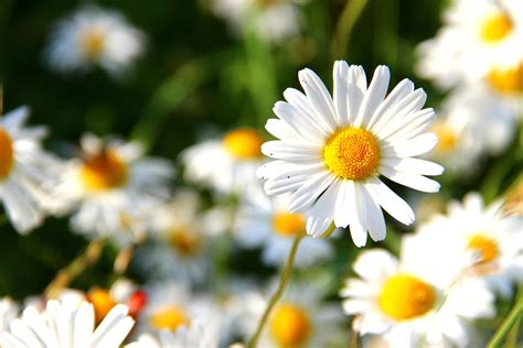 Daisy birth flower