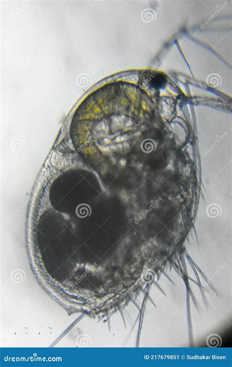 Image of daphnia in an aquatic environment