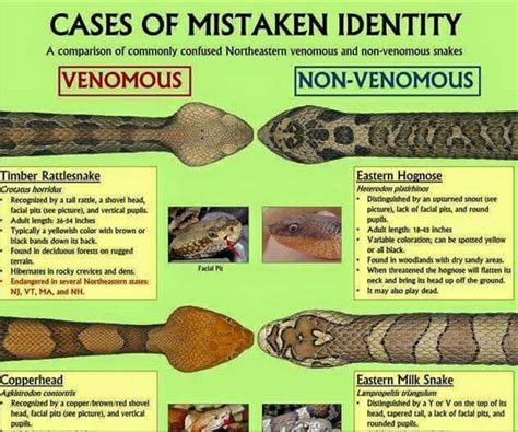 Deadly Snake Facts