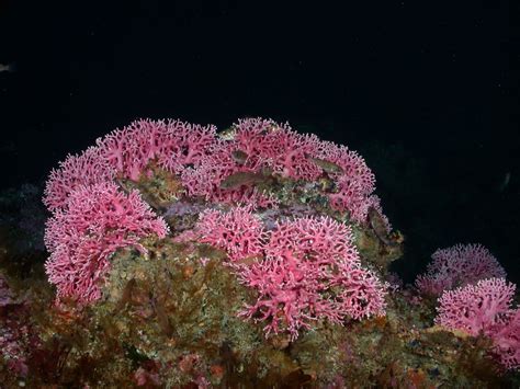 Deep-sea corals