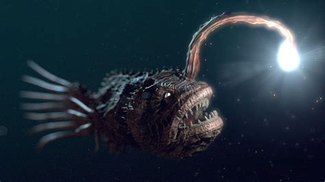 Deep sea creatures