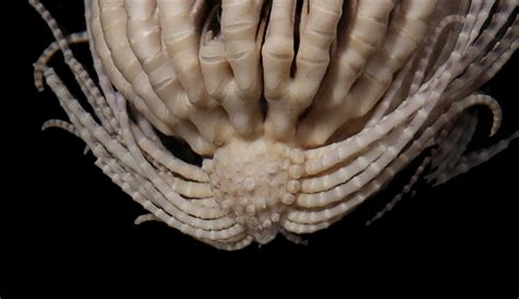 Deep-sea creatures in the ocean's abyss