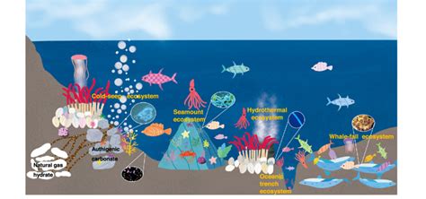 Deep-Sea Ecosystems