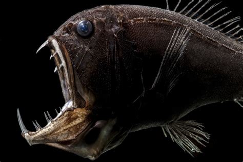 Deep-sea fish