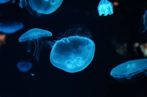 Deep-sea jellyfish