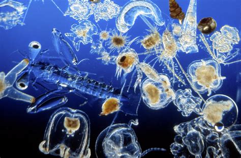 Deep-sea plankton