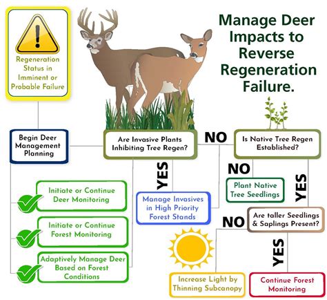 Deer management strategies