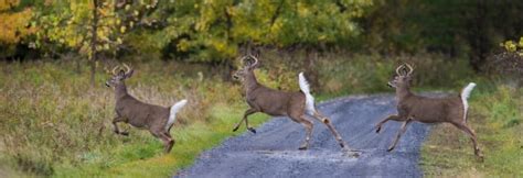 Deer movement patterns