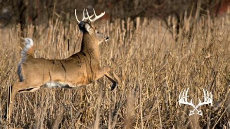 Deer movement patterns