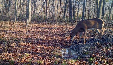 Deer movement tips