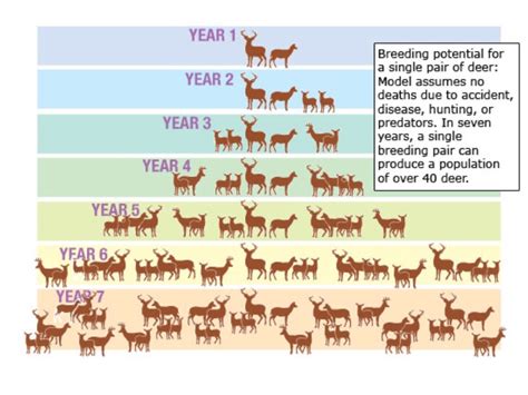 Deer population control