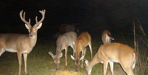 Deer trail cameras