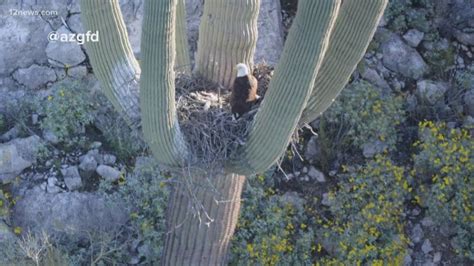 Desert Eagles Nesting