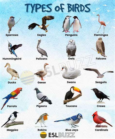 Different Bird Species