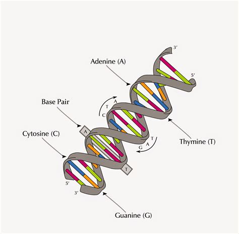 DNA Structure