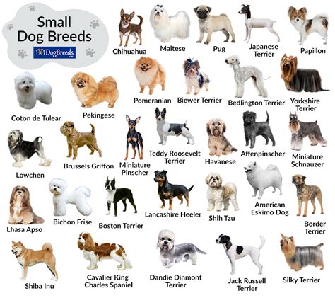 Description of Different Dog Breeds