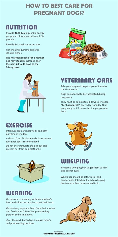 Dog Pregnancy Care and Nutrition