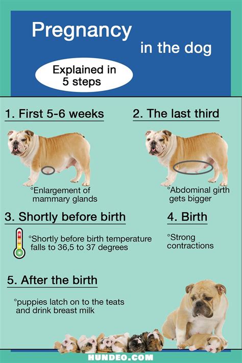 Dog Pregnancy Middle Stages