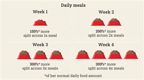 Dog Pregnancy Nutrition