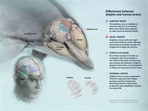 Dolphin Brain Structure