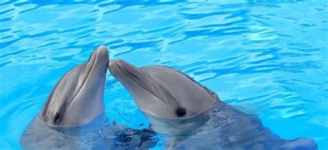 Dolphin Communication