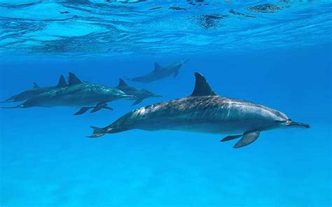 Dolphin swimming in a polluted ocean