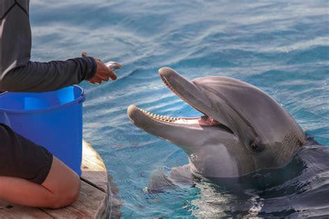 Dolphin feeding on fish