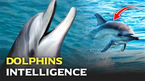 Dolphin Intelligence