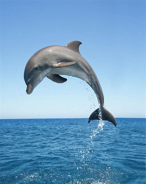 Dolphin leaping out of the water