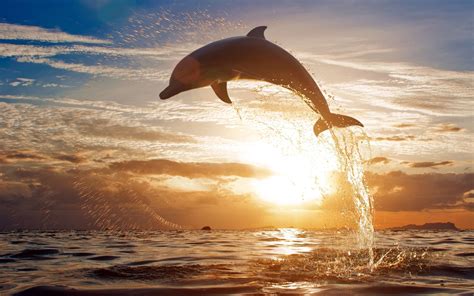 Dolphin jumping out of the water